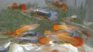 Breeding Crossbred Gupppies back to Parent Strain aka the Backcross [upl. by Gardie]