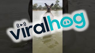 Man Rescues Dog From Being Drowned by Kangaroo  ViralHog [upl. by Everett]