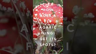 How Does a Fly Agaric Get Its Spots [upl. by Rechaba910]