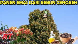 PANEN EMAS DARI KEBUN CENGKEH  MENGUAK KEAJAIBAN PERTANIAN CENGKEH [upl. by Josefa]