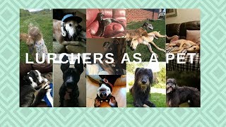 Lurchers as Pets [upl. by Ballou]