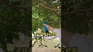 Gardening Tools to Simplify Your Gardening Routine Pruning Shear Scissors cutter （Model：SC8603） [upl. by Ramu]