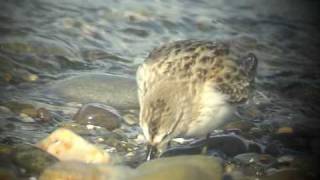 Semipalmated Sandpiper [upl. by Udale]