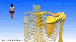 Movements of the Scapula [upl. by Komsa537]