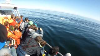 Whale watching in Tadoussac [upl. by Hocker]