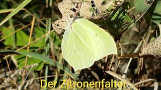 Der Zitronenfalter Gonepteryx rhamni [upl. by Annamarie]