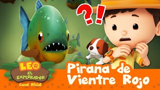 Monstruos Marinos 🐟 Pirañas Tiburones y Más 🐟  30 MIN  Leo El Explorador  Animación Niños [upl. by Aritak47]