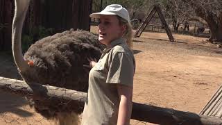 Cango Caves amp Ostrich Farm  South African Tour  22 Aug 2019 [upl. by Varian]