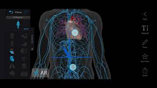 Surface Marking of Portal Vein  Portal Vein Anatomy  Abdomen Anatomy [upl. by Aynatahs]