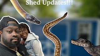 SNAKE SHED UPDATES  SG VLOG 3 [upl. by Imyaj]