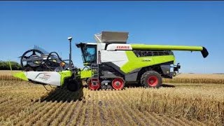 Oil Seed Rape Harvest  Harvest 2024  Claas Combine Lexion Harvester  Norfolk [upl. by Lauzon]