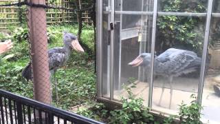 Shoebill Storks Fighting [upl. by Eldredge]