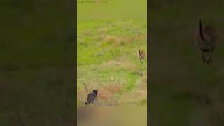 जब मां kangaroo 🦘 एक जंगली wolf 🐺 से भाग rhi थी तब baby kangaroo 🦘 गलती से pooch से गिर जाता hai😮🥹 [upl. by Bette]