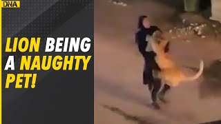 Watch Woman spotted carrying lion in her arms in Kuwait [upl. by Barber]