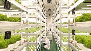 farming is science process of growing fresh vegetables by Korean scientists [upl. by Calderon]