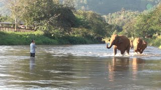 Elephants Ran To Reunion With The Favorite People Who Away For 14 Months  ElephantNews [upl. by Kendra]