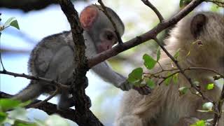 Baby Vervet Monkey Picking Up a Leaf in the tree [upl. by Mckinney921]