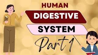 Master the Digestive System in 20 Minutes  Human Anatomy  Digestive System  medjeenius medical [upl. by Airdnala348]