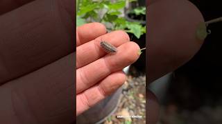 Woodlice woodlouse nature 2024 garden bugs [upl. by Slosberg401]