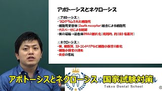 アポトーシスとネクローシス 国家試験対策のための病理学 [upl. by Skyler]