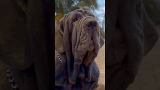 Dunya mastino mastiff neapolitanmastiff dog [upl. by Moureaux]