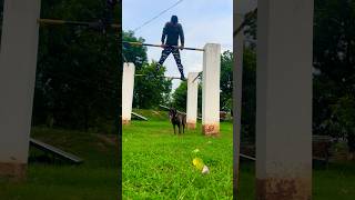 Belgian malinois training dog youtubeshorts Dog viralvideo trending doglover pets ytshorts [upl. by Adnavoj]