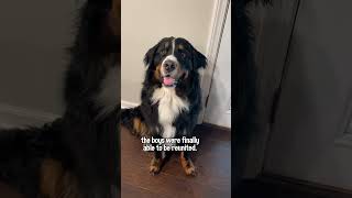 My Bernese Mountain Dog Is Reunited With His Golden Retriever Best Friend After 5 Months Apart🥹 [upl. by Ronacin]