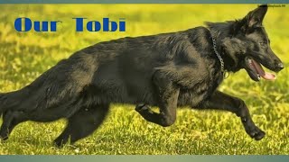 Our 5 Months Old quotTobiquot German Shepperd dog [upl. by Addam919]