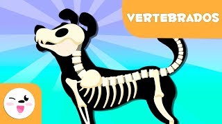 Animales vertebrados para niños  Introducción [upl. by Hanako921]