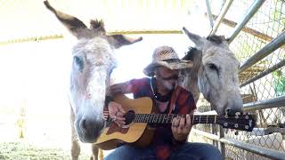 Three Best Friend Enjoying A Beatles Song Donkeys Love 2 Live Under The Sea in an Octopuses Garden [upl. by Ajroj]