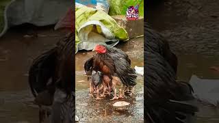 quotA Mother Hens Love Protecting Her Chicks from the Rainquot [upl. by Cull]