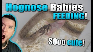 So CUTE 12 baby Hognose snakes feeding [upl. by Patrizius]