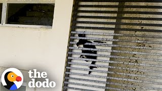 Cat Was Stuck Between Grates Of A 20Story Building  The Dodo [upl. by Eentroc]