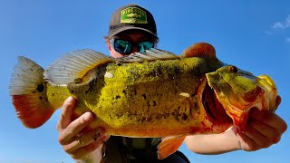 Pond FISHING For HUGE Peacock Bass Fort Lauderdale Florida [upl. by Aivalf]