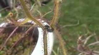 Huge Staghorn Sundew nabs a flying rove beetle [upl. by Rihat]