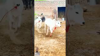 Cow masti cow animals funny greenscreen shorts youtubeshorts amazing funnyviralvideo [upl. by Perpetua]