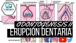 ODONTOGÉNESIS II Erupción dentaria Generalidades fases o etapas diferencias y alteraciones [upl. by Veda]