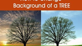 Change Background Of tree on Photoshop CS6 [upl. by Verena556]