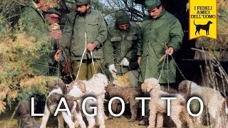 LAGOTTO ROMAGNOLO trailer documentario [upl. by Yesnek]