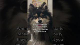 Ranting About Work To My Emotional Support Dog shortsfeed workhumor [upl. by Nahtnoj]