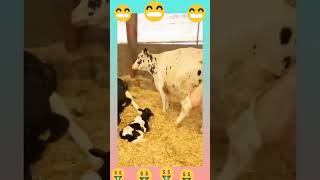 Cow Faram cow cowmilk cattlefarm caleningfeeding [upl. by Nylannej]