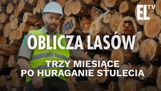 Trzy miesiące po huraganie stulecia  Oblicza lasów 38 [upl. by Noelopan]