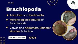 Brachiopoda amp its Adductor Diductor Muscles function pedicle Articulata Inarticulate Morphology [upl. by Sandeep951]