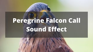 Bird Sounds  Peregrine Falcon Call [upl. by Reg]