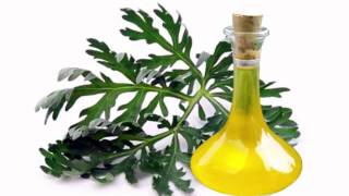 Wormwood Oil Health Benefits [upl. by Adnertal]