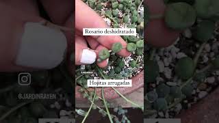 Tips suculenta rosario plantas suculentas succulents cactusysuculentas cactus [upl. by Nnylyt]