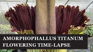 Amorphophallus titanum flower opening timelapse 100x speed June 2023 [upl. by Gratt]