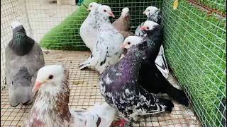 mukki pigeon sell low price 😱💥🔥pigeon bird kabootar share subscribe [upl. by Nodnar]