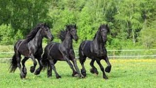 Graceful and Beautiful Giants Exploring the Elegance of Friesian Horses [upl. by Nhojleahcim]