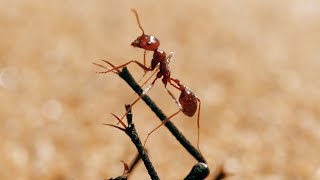 The Tiny World Of Insects  BBC Earth [upl. by Ilonka]